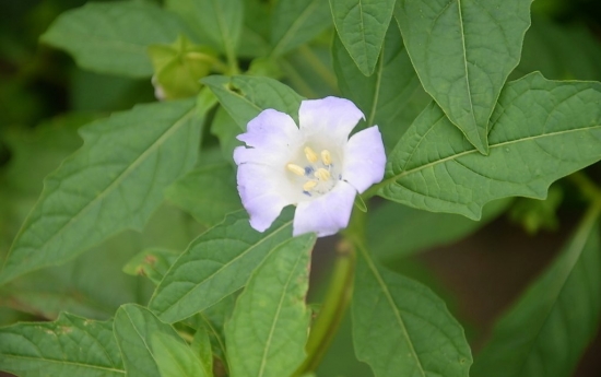 酸浆/姑娘果/灯笼果的养殖办法与留意事项