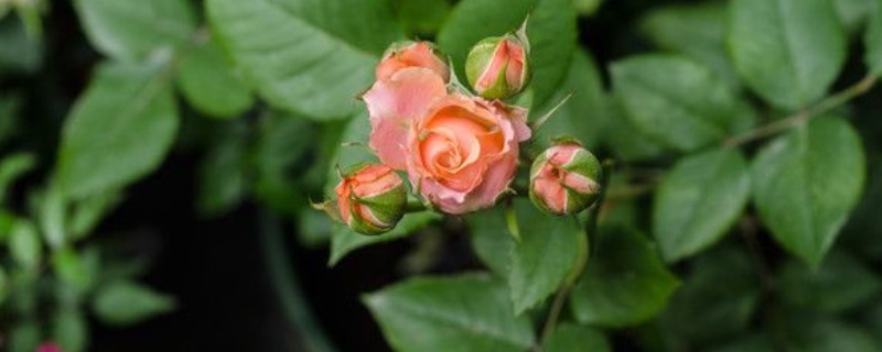 欧月的阳台养殖办法