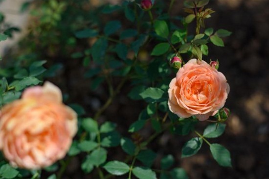 欧月的阳台养殖办法