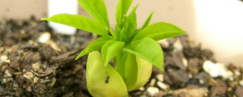 辣木籽种子如何种植