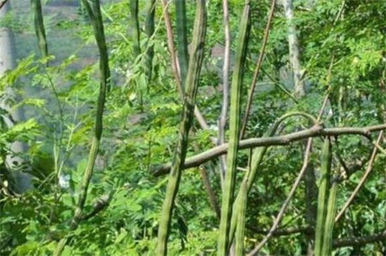 辣木籽种子如何种植