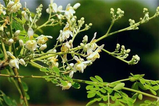 辣木籽种子如何种植