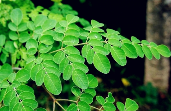 辣木的养殖办法和留意事项：修枝很重要