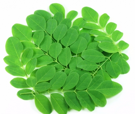 辣木的养殖办法和留意事项：修枝很重要