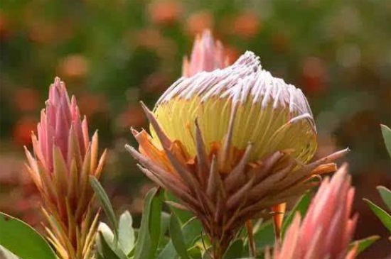 帝王花常见虫害及预防和治疗办法，详解4大常见虫害治疗办法