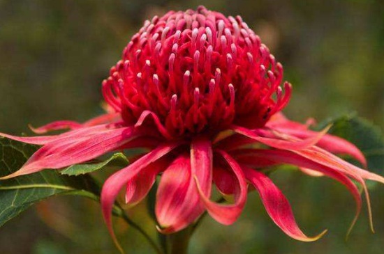 帝王花常见虫害及预防和治疗办法，详解4大常见虫害治疗办法