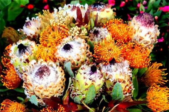 帝王花的相关种类，盘点常见的十大帝王花