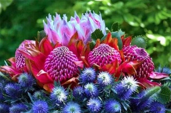 帝王花的相关种类，盘点常见的十大帝王花