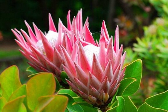 帝王花的相关种类，盘点常见的十大帝王花