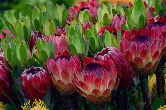 帝王花的相关种类，盘点常见的十大帝王花