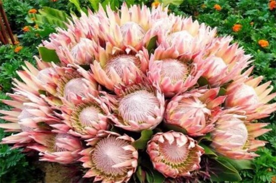 帝王花的相关种类，盘点常见的十大帝王花