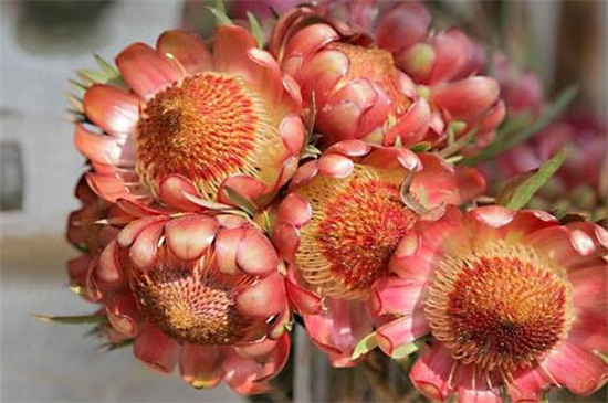 帝王花的相关种类，盘点常见的十大帝王花