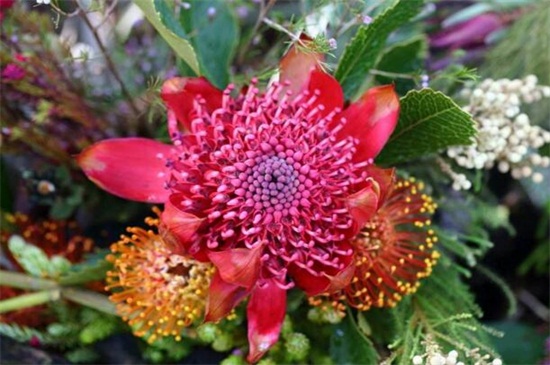 帝王花的相关种类，盘点常见的十大帝王花
