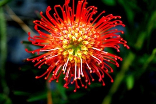 帝王花的相关种类，详解帝王花相关种类