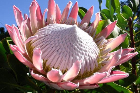 帝王花的相关种类，详解帝王花相关种类