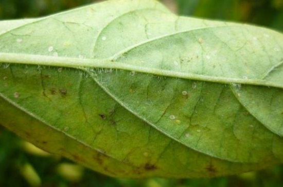 帝王花长虫了如何办，详解4种虫害救治办法