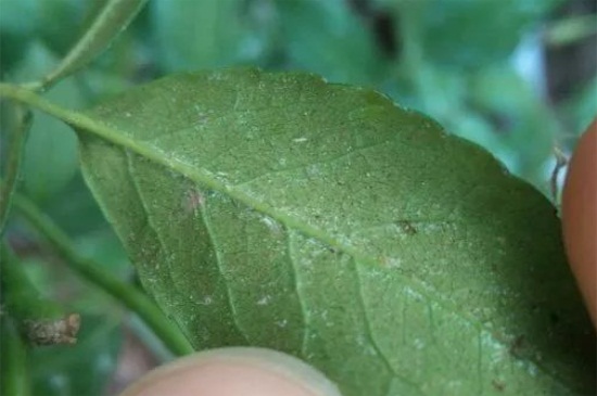 帝王花长虫了如何办，详解4种虫害救治办法