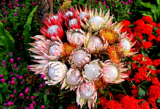 帝王花的养殖办法：帝王花宜爽水，忌积水