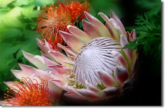 帝王花的养殖办法：帝王花宜爽水，忌积水