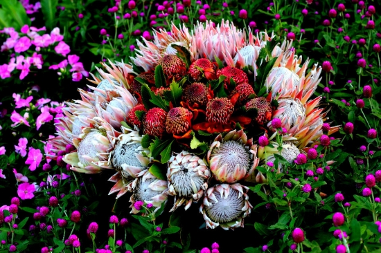 帝王花的养殖办法：帝王花宜爽水，忌积水