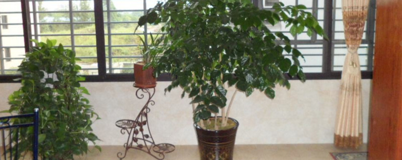 绿宝掉叶子是如何回事