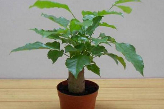 绿宝掉叶子是如何回事