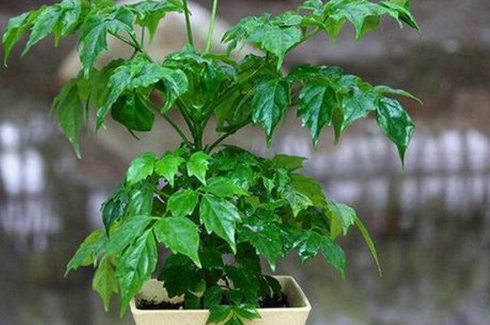 绿宝掉叶子是如何回事