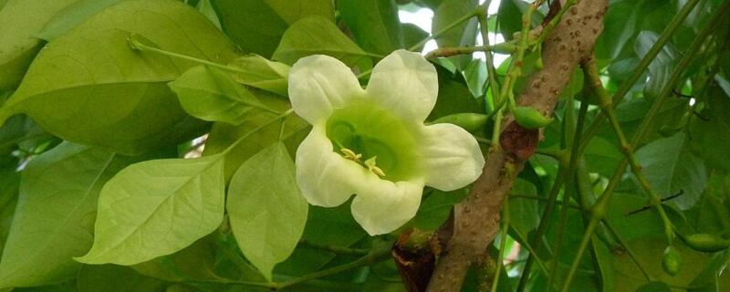 绿宝树如何修剪