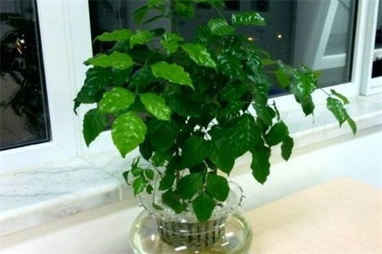 绿宝树如何修剪