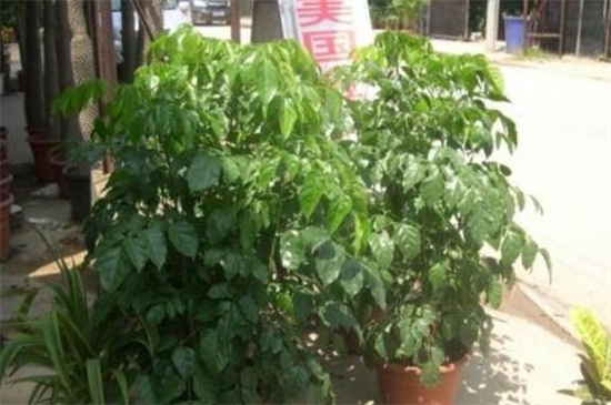 绿宝树如何修剪