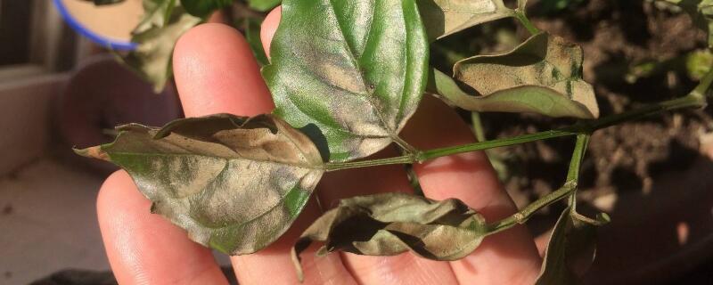 绿宝树叶子发黄如何办