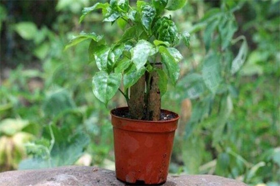 绿宝树叶子发黄如何办