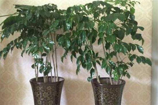 绿宝树叶子发黄如何办