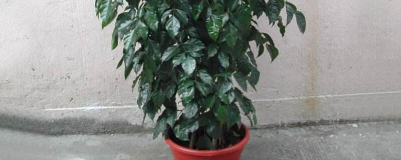 绿宝树的养殖办法是什么