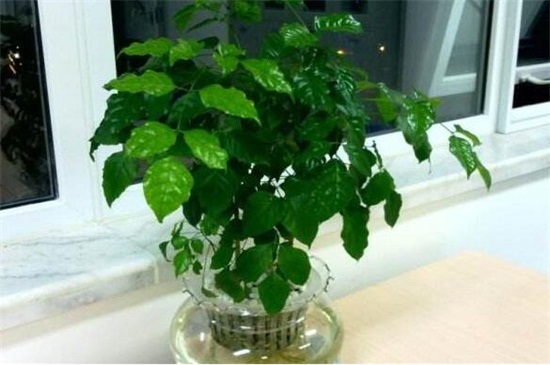 绿宝树的养殖办法是什么