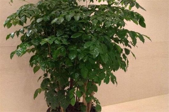 绿宝树的养殖办法是什么