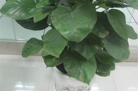绿宝叶子干枯掉叶子原因及处理办法，4个技巧处理干枯掉叶子