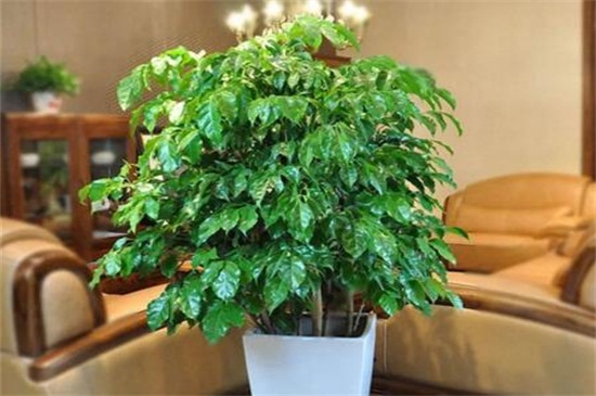 绿宝叶子干枯掉叶子原因及处理办法，4个技巧处理干枯掉叶子