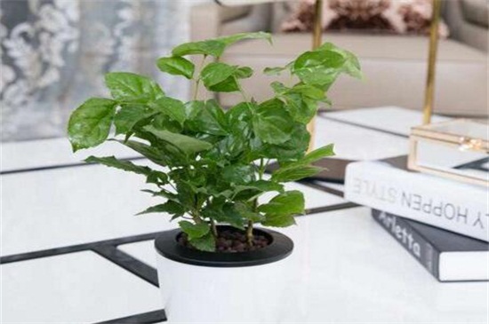 绿宝叶子干枯掉叶子原因及处理办法，4个技巧处理干枯掉叶子