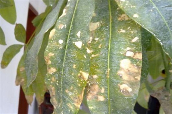 绿宝叶子干枯掉叶子原因及处理办法，4个技巧处理干枯掉叶子