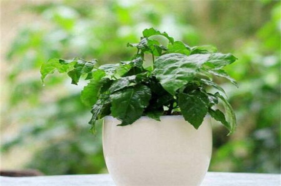 绿宝叶子干枯掉叶子原因及处理办法，4个技巧处理干枯掉叶子