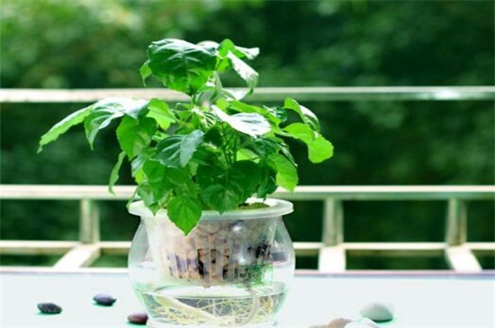 绿宝叶子干枯掉叶子原因及处理办法，4个技巧处理干枯掉叶子