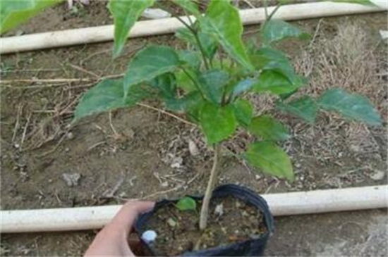 绿宝叶子干枯掉叶子原因及处理办法，4个技巧处理干枯掉叶子