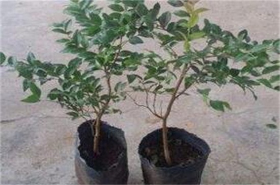 绿宝叶子干枯掉叶子原因及处理办法，4个技巧处理干枯掉叶子