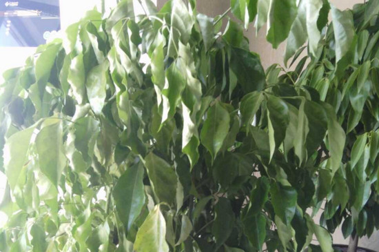 绿宝叶子发蔫如何回事，四个处理办法让叶子恢复正常