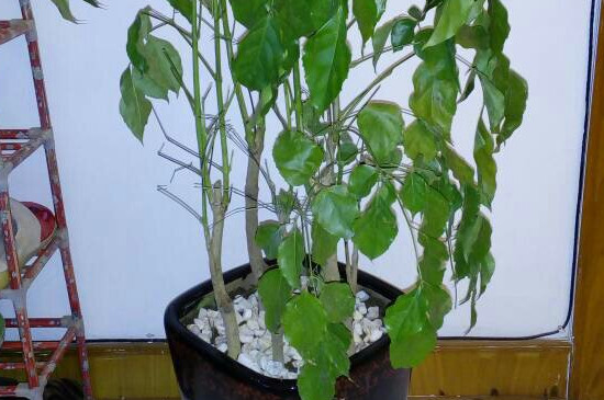 绿宝叶子发蔫如何回事，四个处理办法让叶子恢复正常