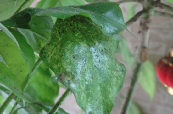 绿宝叶子发蔫如何回事，四个处理办法让叶子恢复正常