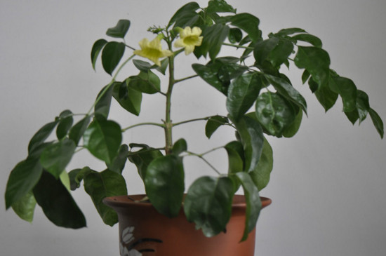 绿宝叶子发蔫如何回事，四个处理办法让叶子恢复正常