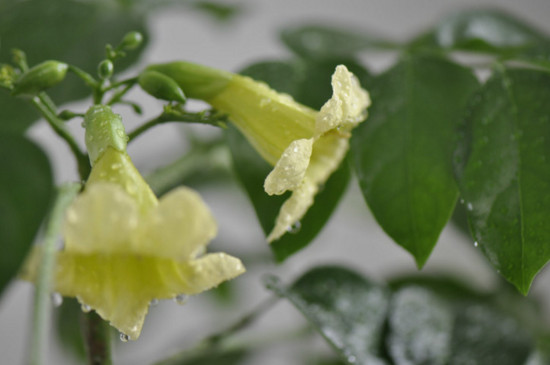 绿宝叶子发蔫如何回事，四个处理办法让叶子恢复正常