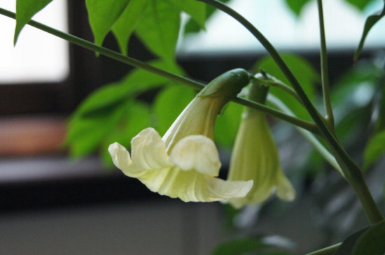 绿宝叶子发蔫如何回事，四个处理办法让叶子恢复正常